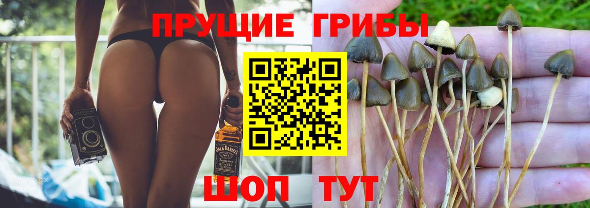 Псилоцибиновые грибы Psilocybine cubensis  Галлюциногенные грибы мицелий  Вход с VPN  Москва 